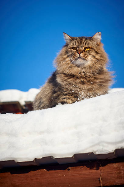 istock Big majestic siberian cat watch back side on snow and blue sky 905548070