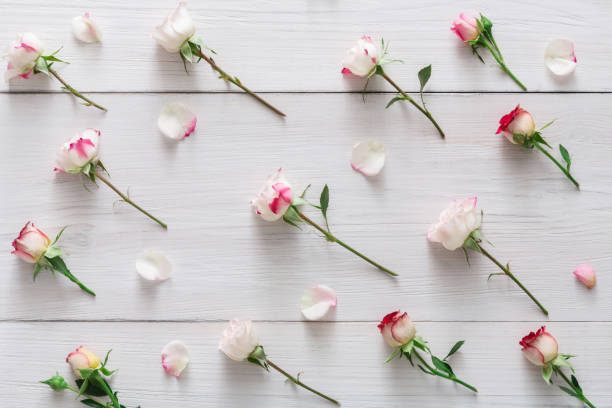 istock Valentine day background, rose flowers on white wood 905548096