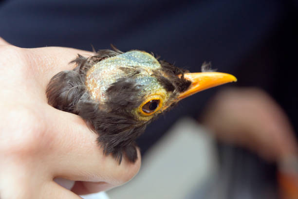 Blackbird moulting