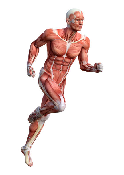 istock 3D rendering male anatomy figure on white 905548620