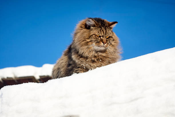istock Serious siberian cat watch down from snow top on clear sky background 905548842