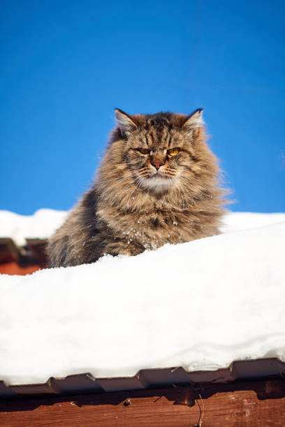 istock Serious siberian cat in deep snow and blue sky 905551716