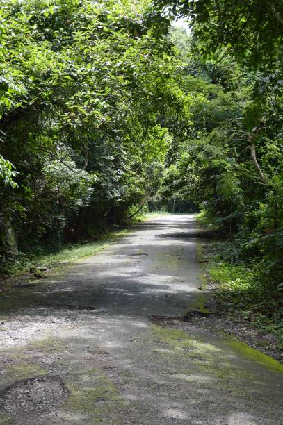 istock country road in forest at Chonburi 905551900