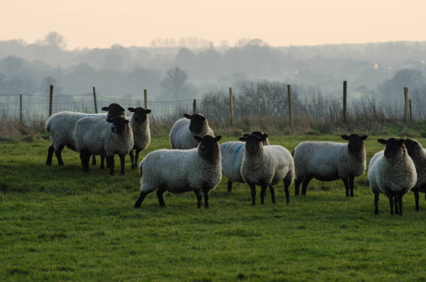 istock Romney sheep in the field 905552818