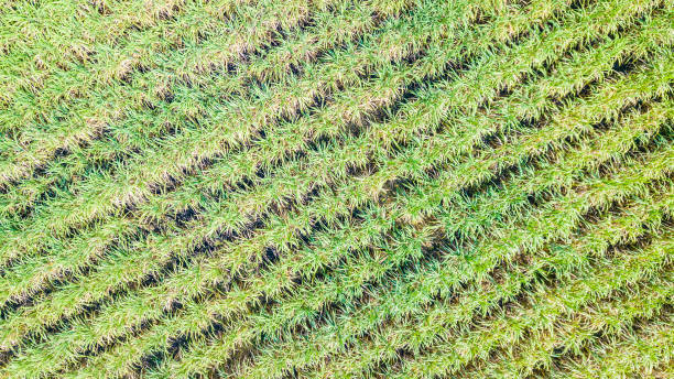 istock Aerial view sugarcane plantation top view  background 905552850