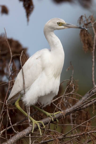 istock Immature Little Blue Heron 905559810