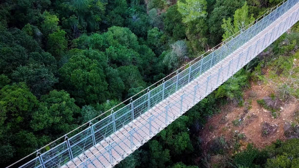 istock Suspension bridge surrounded green forest 905567936