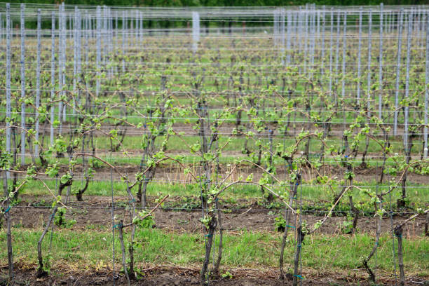 Lines of young grape plants in vineyard, cultivated and well maintained