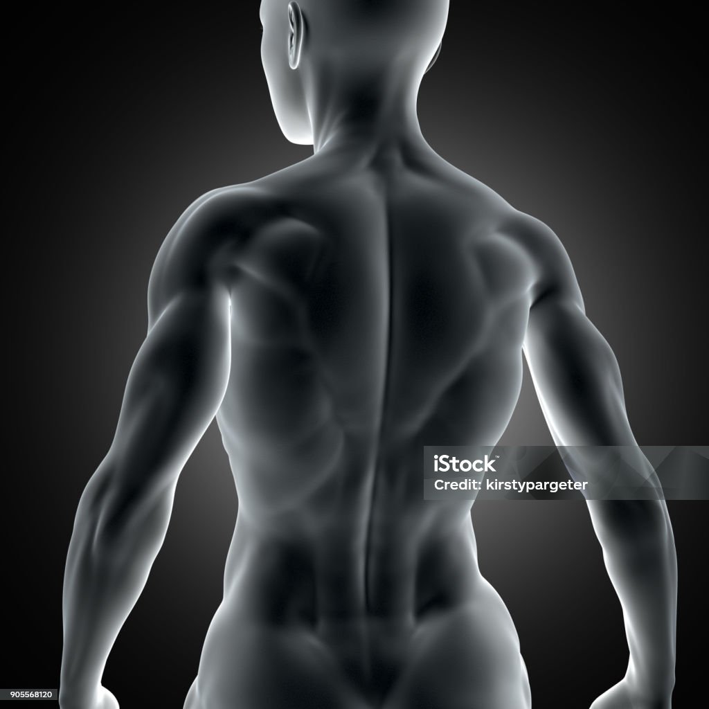 3D muscular female figure with close up of back muscles 3D render of a muscular female figure with close up of back muscles Active Lifestyle Stock Photo