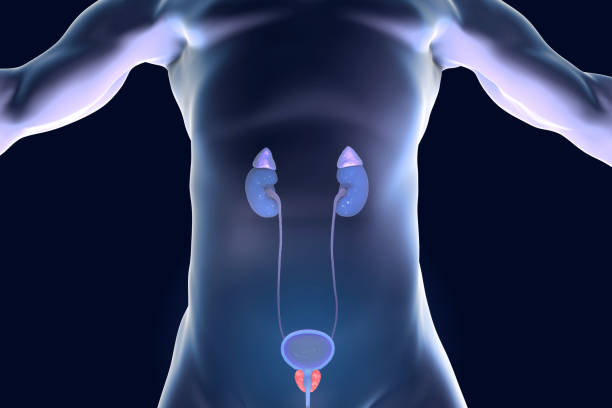 glande de la prostate a mis en évidence à l’intérieur du corps de l’homme - prostate gland photos et images de collection