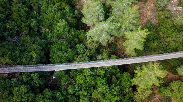 istock Suspension bridge surrounded green forest 905575056