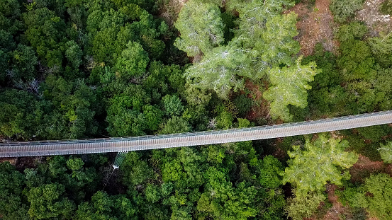 Suspension bridge surrounded by lush green forest - Aerial view