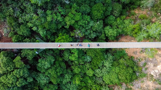 Suspension bridge surrounded green forest