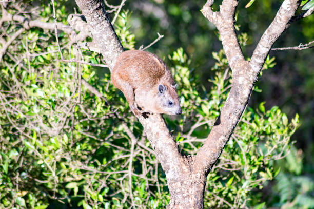 istock mammal perched on a tree in Kenya's rift valley 905575684