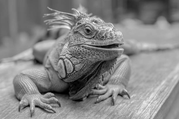 istock Good looking Iguana picture in Black and White 905576142