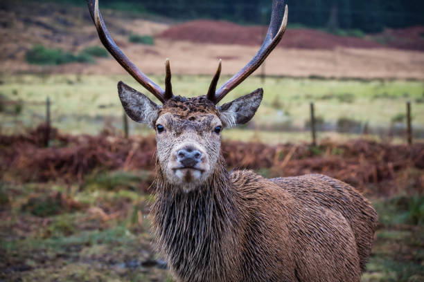 istock Male stag reindeer 905576170