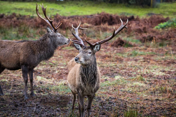 istock Two male stag reindeer 905579688