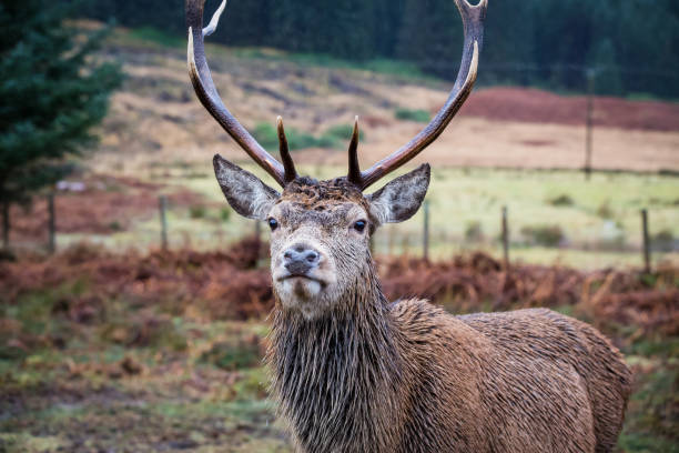 istock Male stag reindeer 905579832