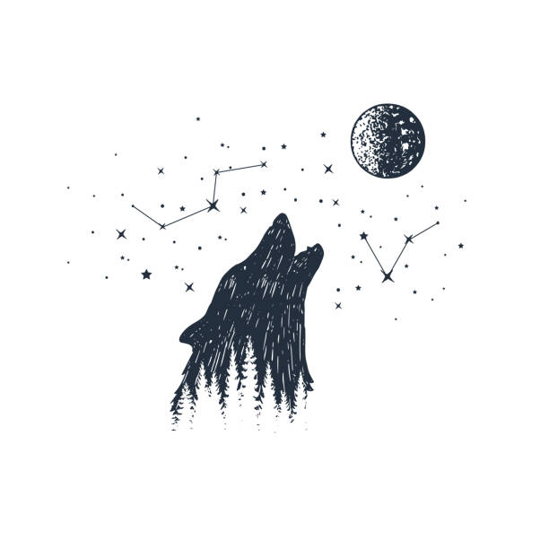 Hand drawn animal and constellation vector illustrations. Hand drawn howling wolf and constellations textured vector illustrations. moon silhouettes stock illustrations