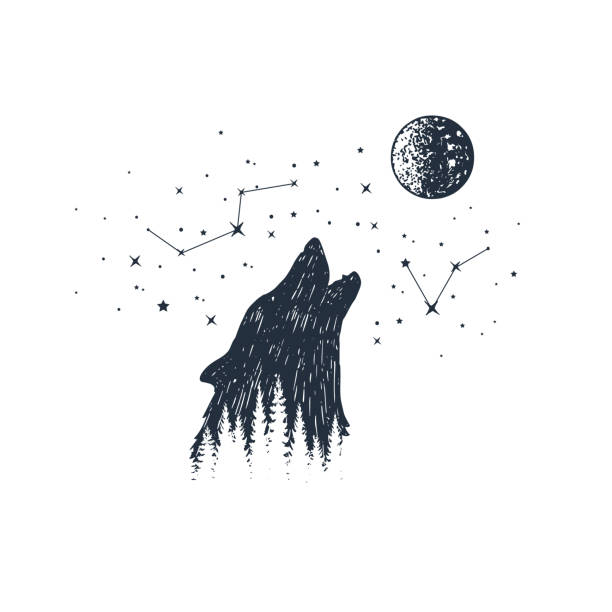 Hand drawn animal and constellation vector illustrations. Hand drawn howling wolf and constellations textured vector illustrations. drawing of wolves howling at the moon stock illustrations