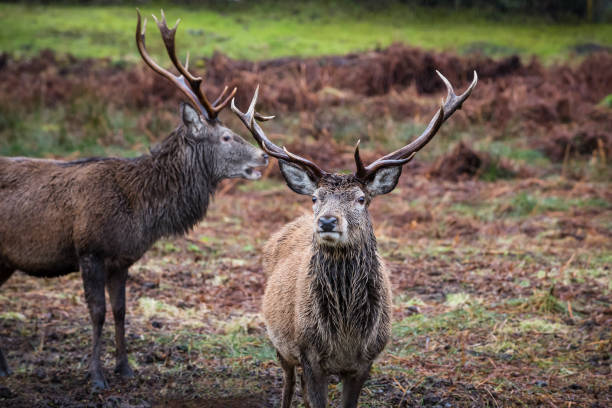 istock Two male stag reindeer 905582704