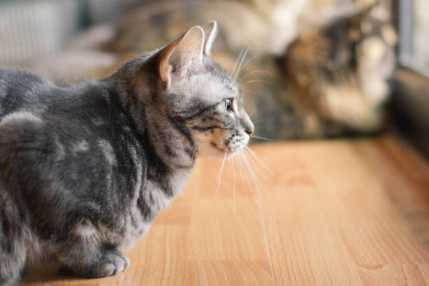 istock Gray cat sitting and looking out of window 905587210