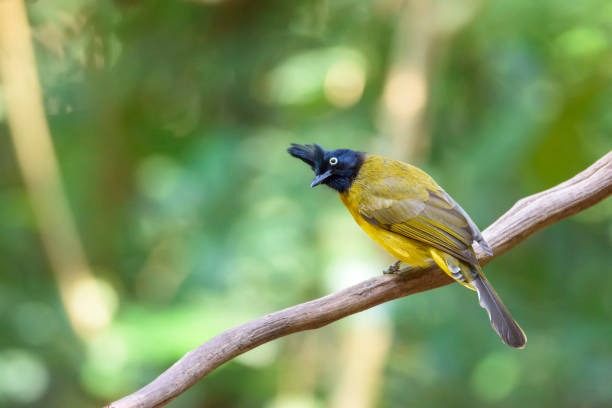 istock Black-crested bulbul perching on tree branch , Thailand 905587684