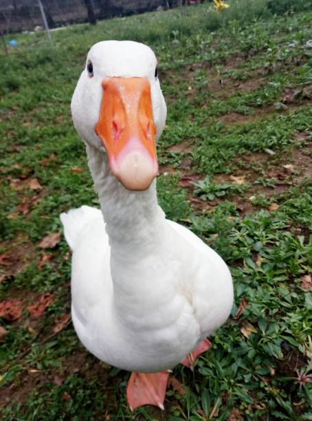istock White goose in the kitchen garden 905587800