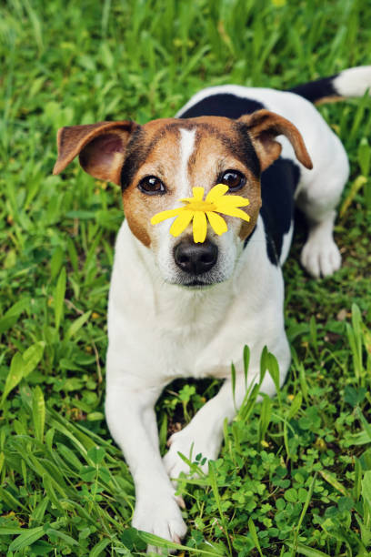 istock Cute dog in green grass with yellow flower on muzzle 905591056