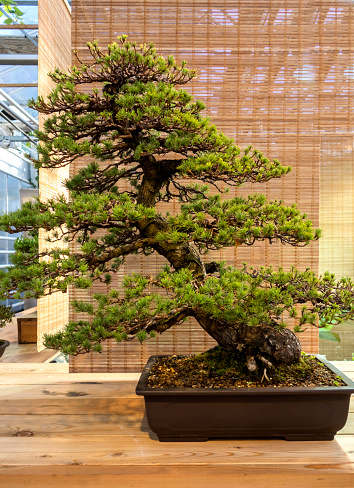 Bonsai Pinus Parviflora (Japanese white pine), age about 100 years.