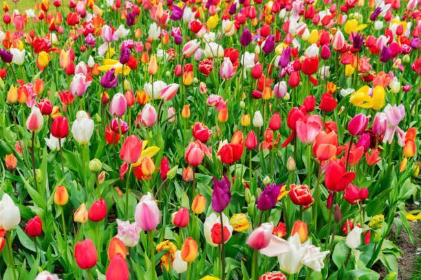 istock Tulips and bluebell flowerbed 905591766