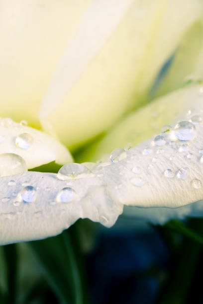 istock Dew drops on petal of white rose, stem visible. 905594638