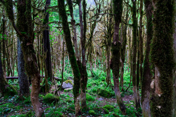 istock Boxwood Forest. Rize - Turkey 905595364