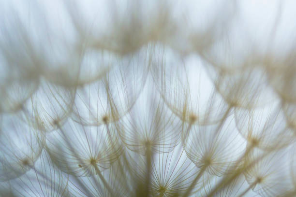 istock Extreme close up of dandelion 905599284