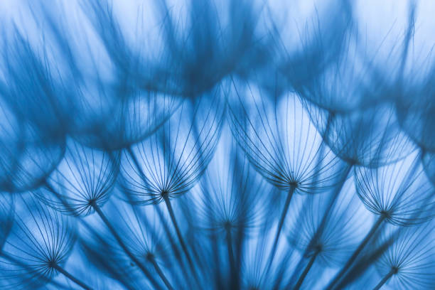 istock Extreme close up of dandelion 905599306
