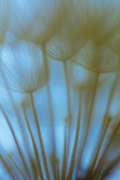 istock Extreme close up of dandelion 905599920