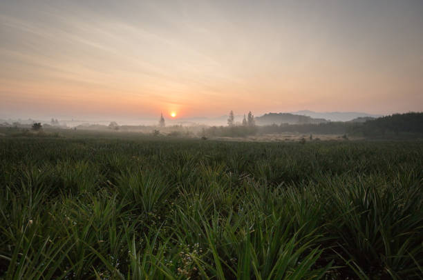 istock Pineapple Farm, Thai Farmers Farm 905603734