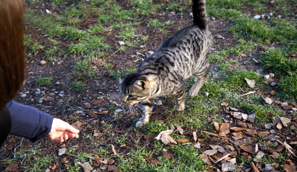 istock Abandoned street cats 905603964