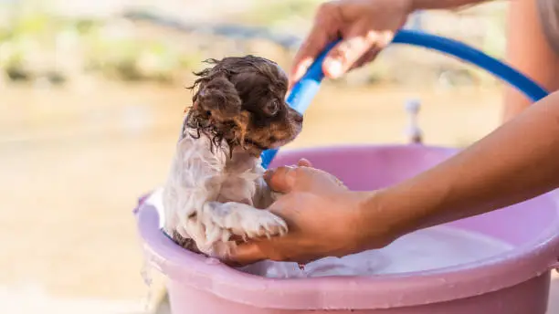 Photo of Cute Chihuahua dog taking a bath in  basin