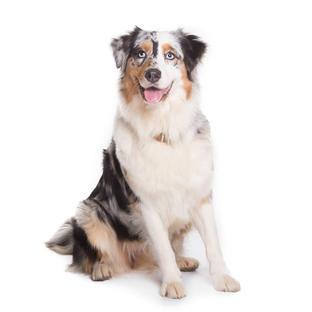 istock Australian Shepherd dog sitting isolated in white background 905604212