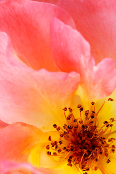 A close-up photo of a pink rose. Shallow depth of field, focus on stamens.