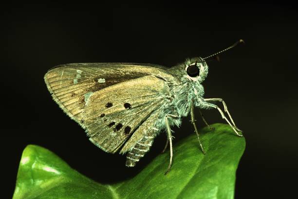 istock Close up butterfly on green leaf (black background) 905604574