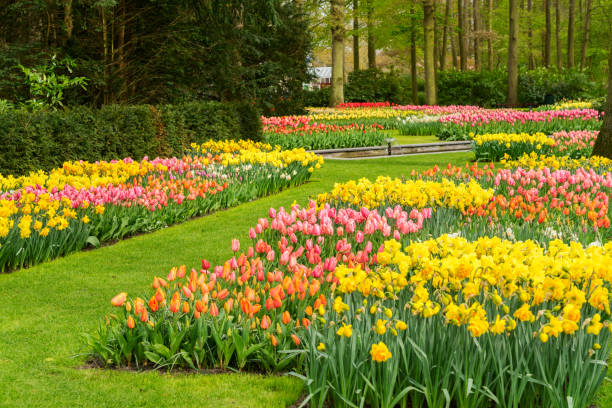 istock Tulips and bluebell flowerbed 905607324