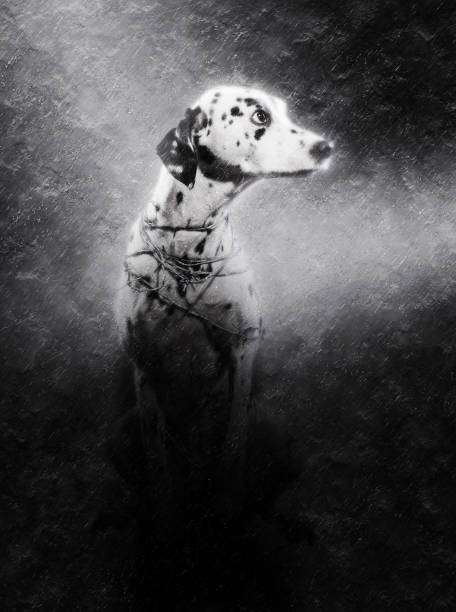 istock Animal abuse dogs 905608224