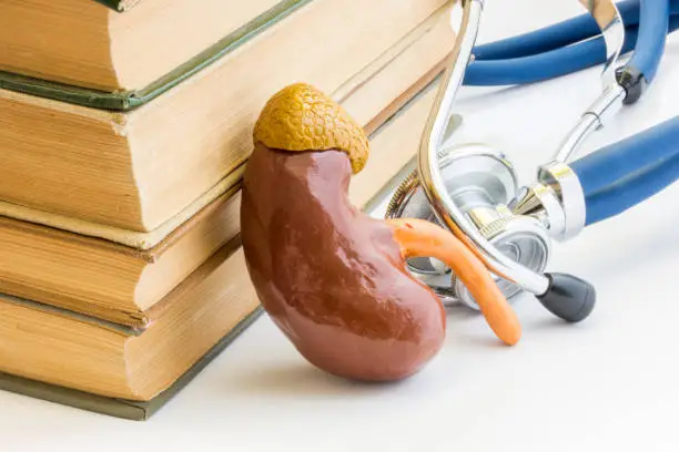 Photo study of kidney and adrenals, it anatomy, structure, function in medicine school, college, university. Model of kidney is located next to pile of medical books against backdrop of stethoscope
