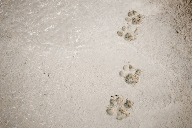 istock Dog footprints on cement concrete floor background 905609512
