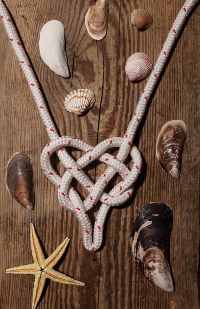istock sea knot heart, seashell starfish 905612864