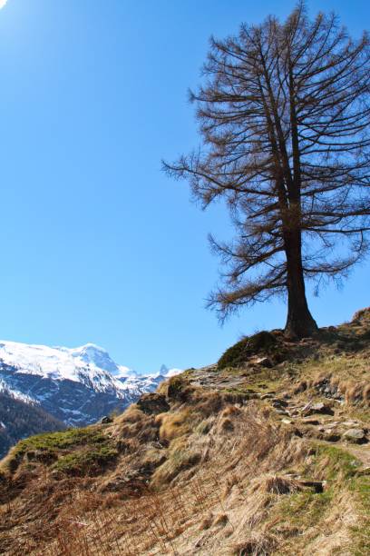 istock Hiking trailin the Alps 905619494