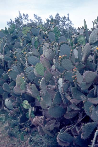 istock Opuntia ficus-indica, Cactaceae 905619588