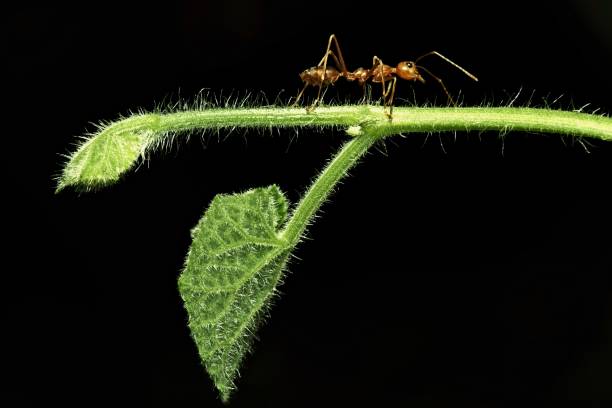 istock Close up ant walking on young green branch (black background) 905619942